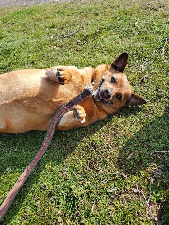 puppy lying on the grass with paws up