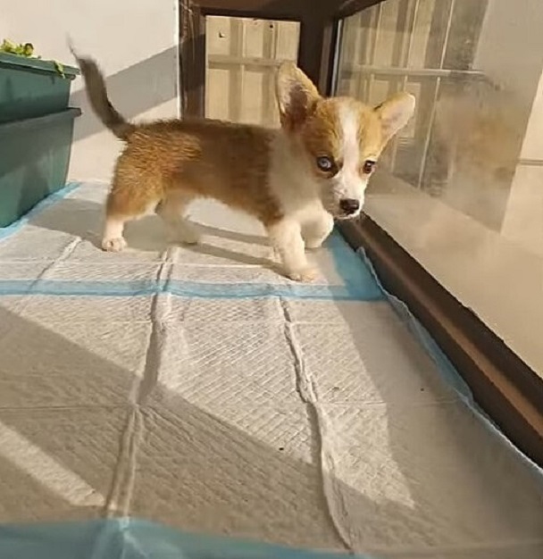 puppy standing by the window