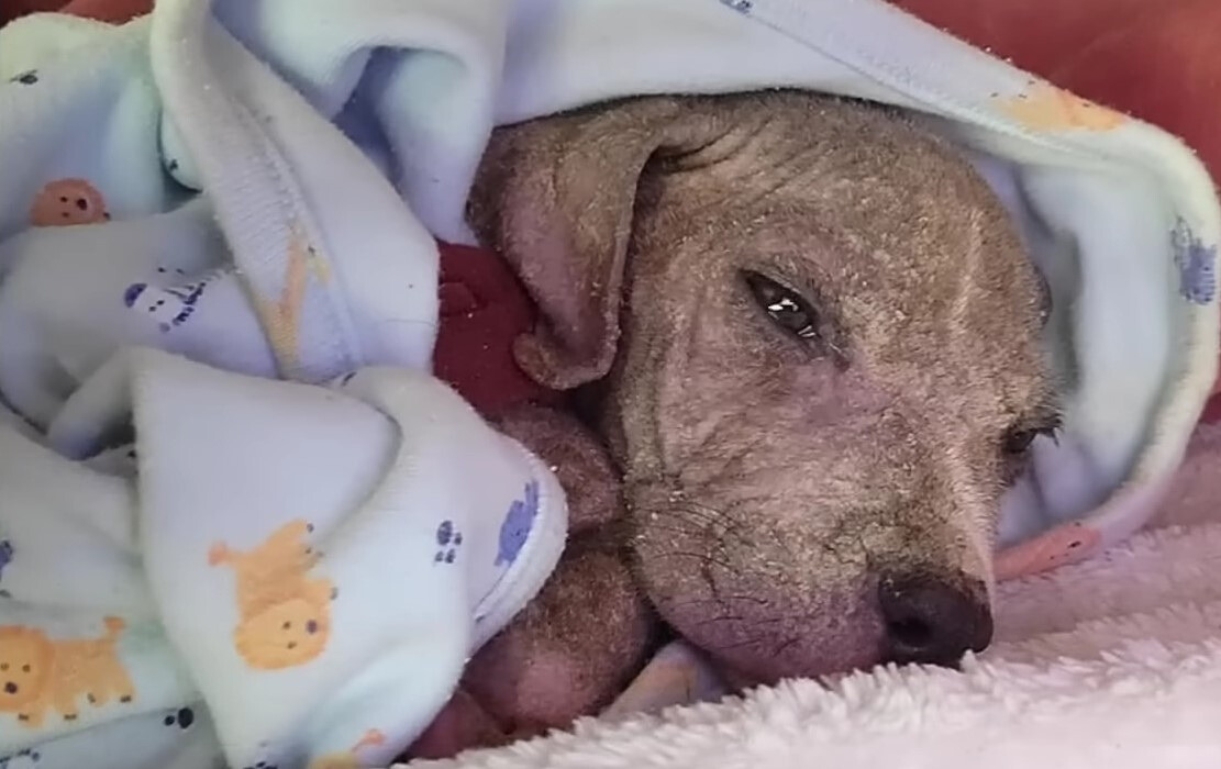 puppy under blanket