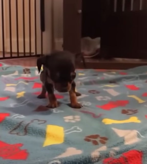 puppy walking in room