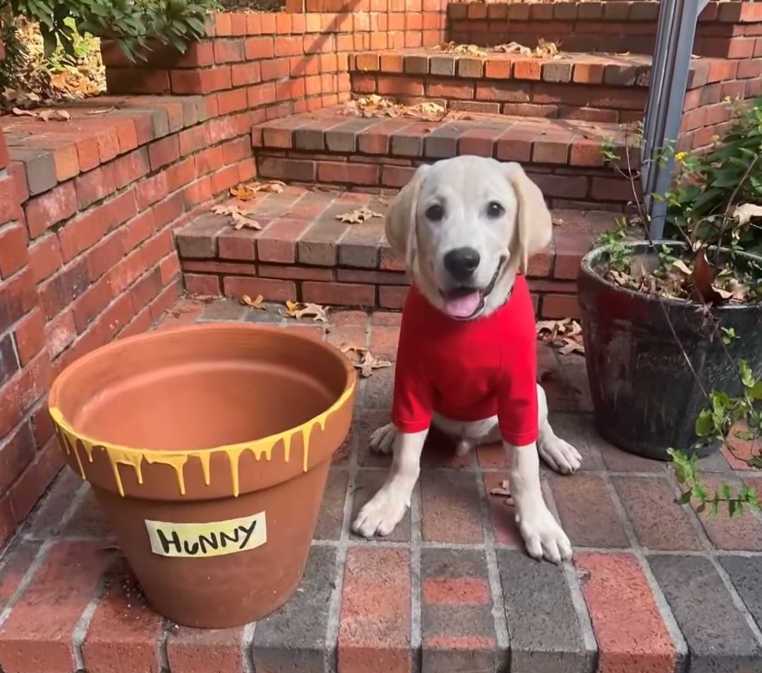 puppy wearing a red shirt