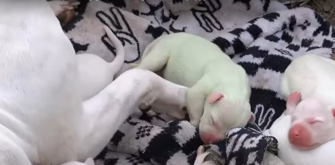 puppy with green fur