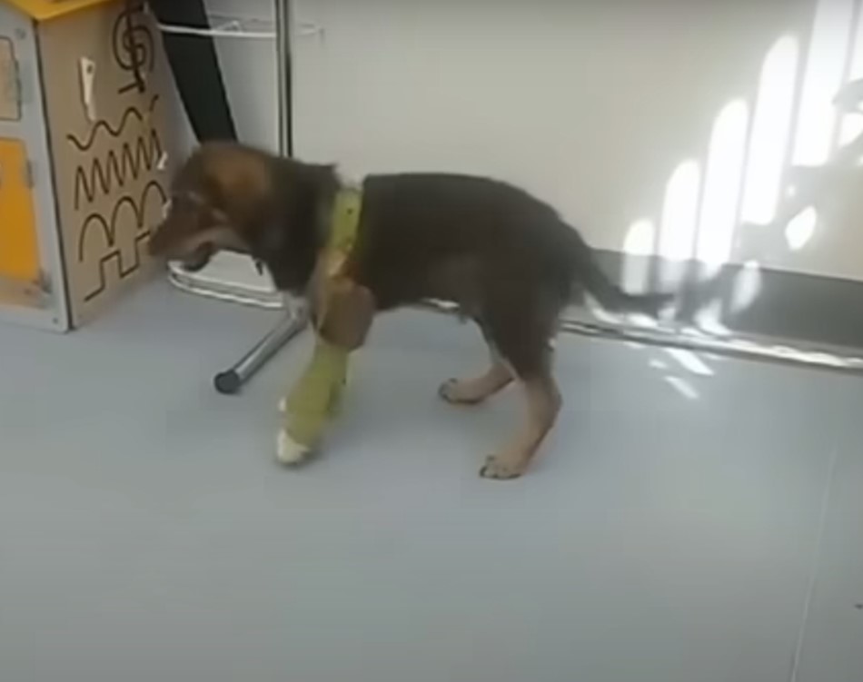 puppy with injured leg