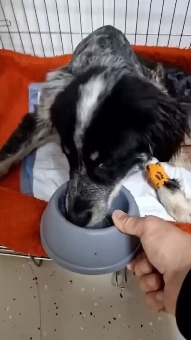 rescued dog eating