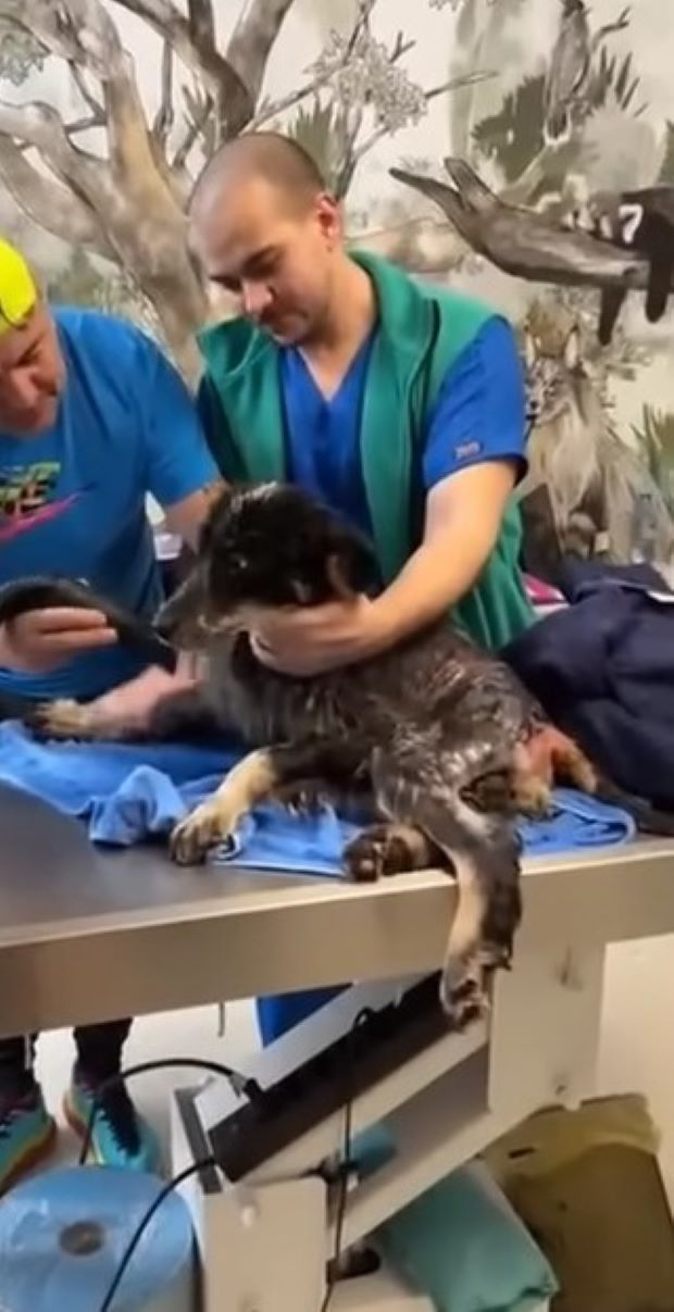 rescuer petting the dog