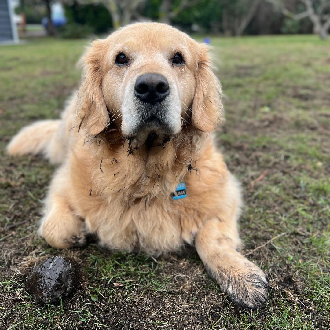 retriever lying in mud