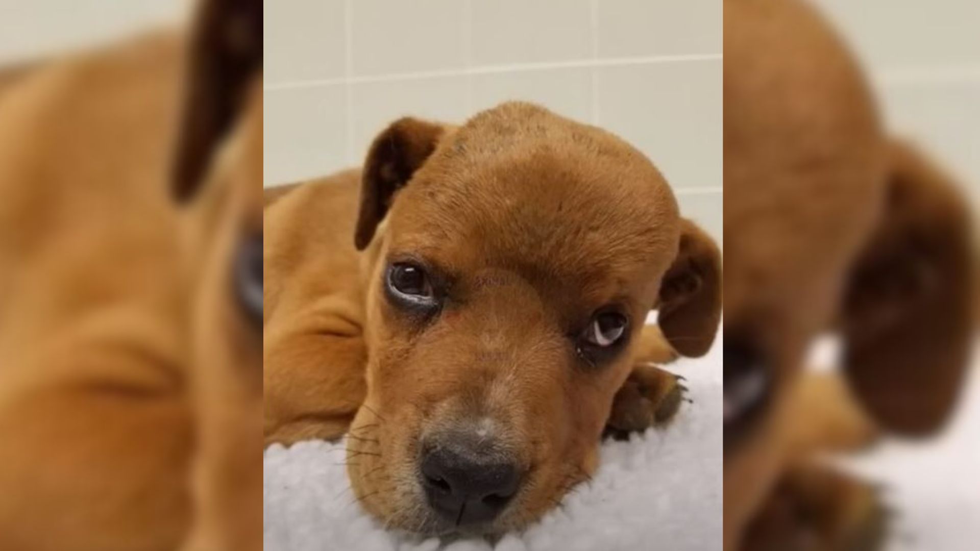 sad brown puppy with black eyes