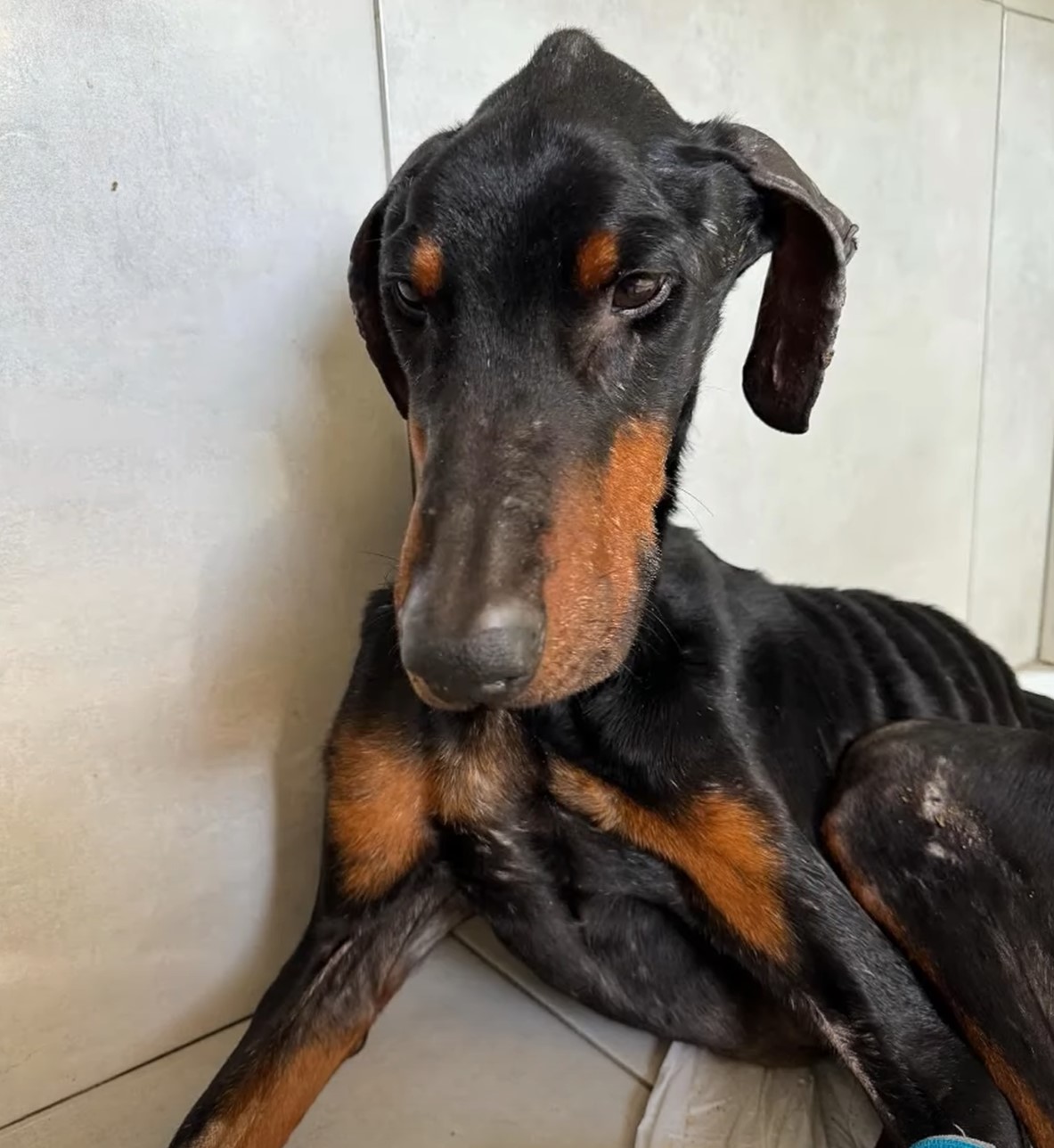 sad doberman dog