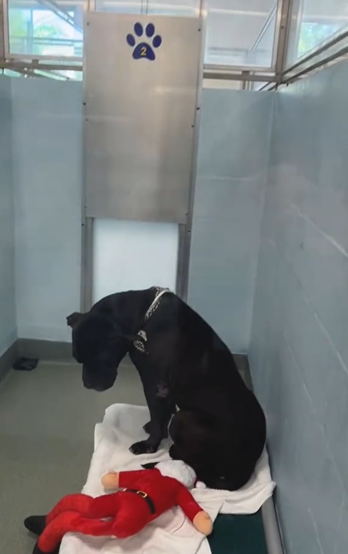 sad dog at shelter