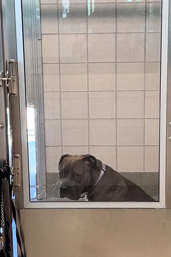 sad dog behind the glass