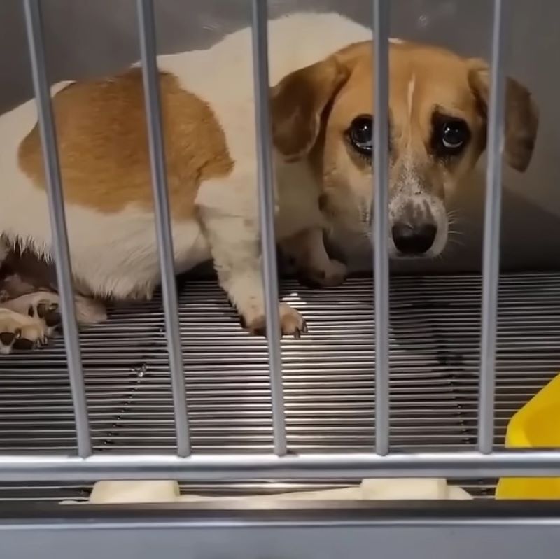 sad dog in cage