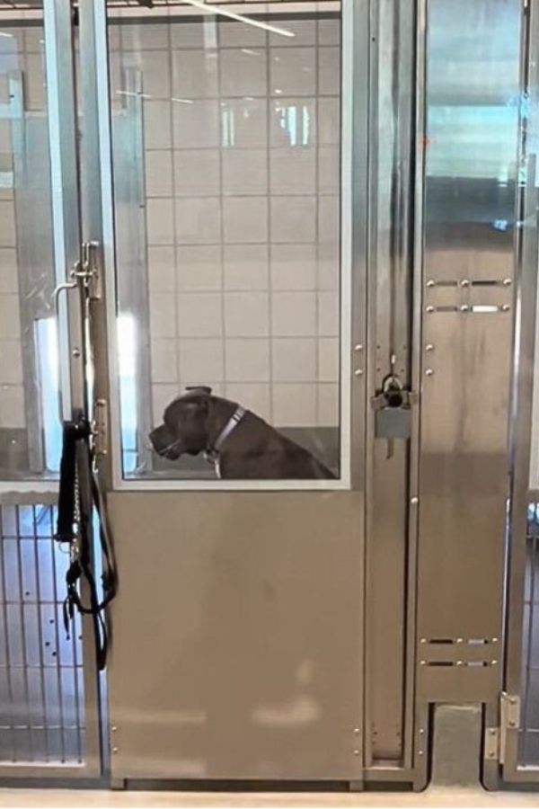 sad dog sitting alone in a shelter