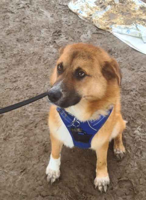 sad dog sitting in the mud on a leash