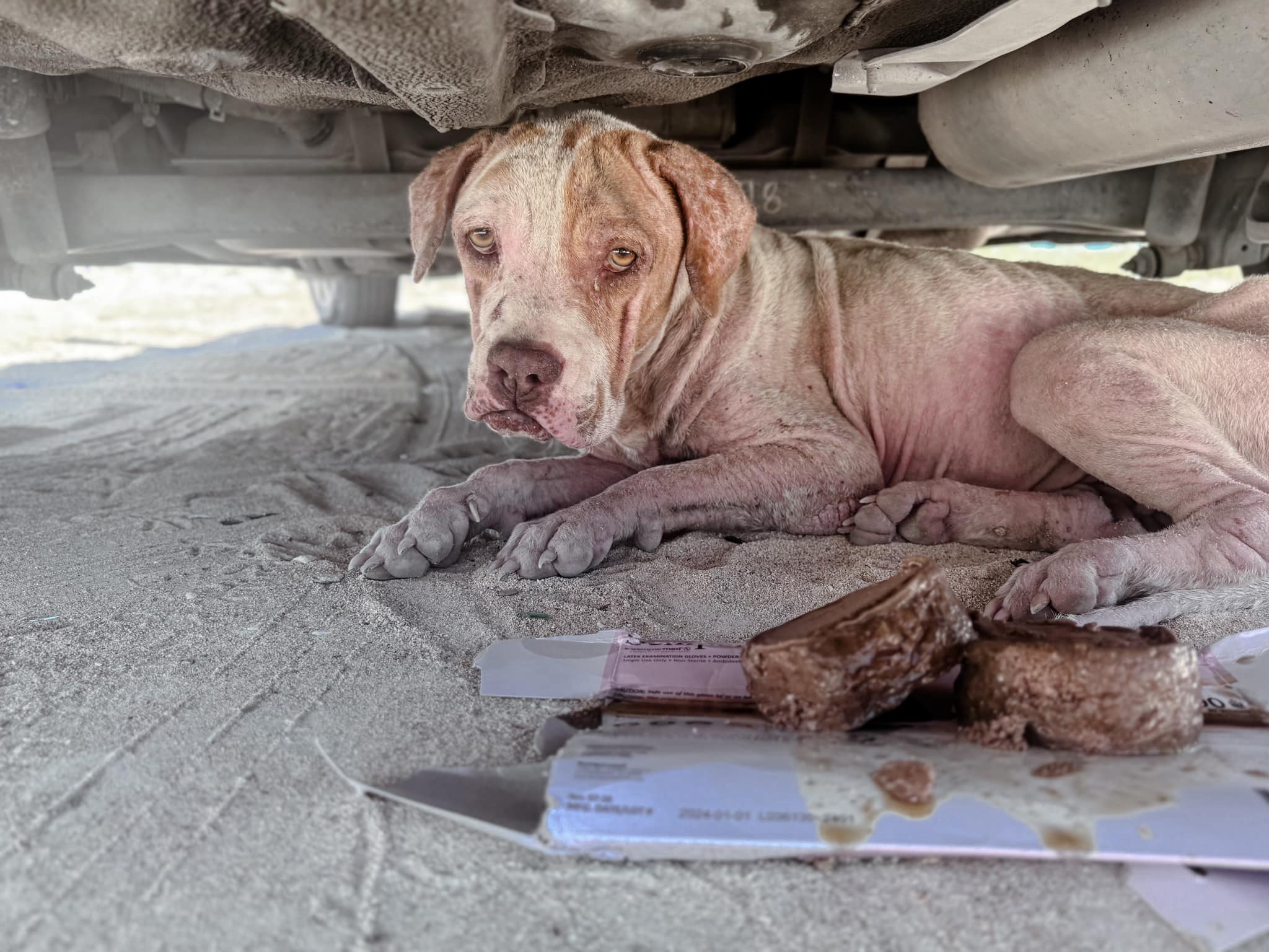 sad dog under a car