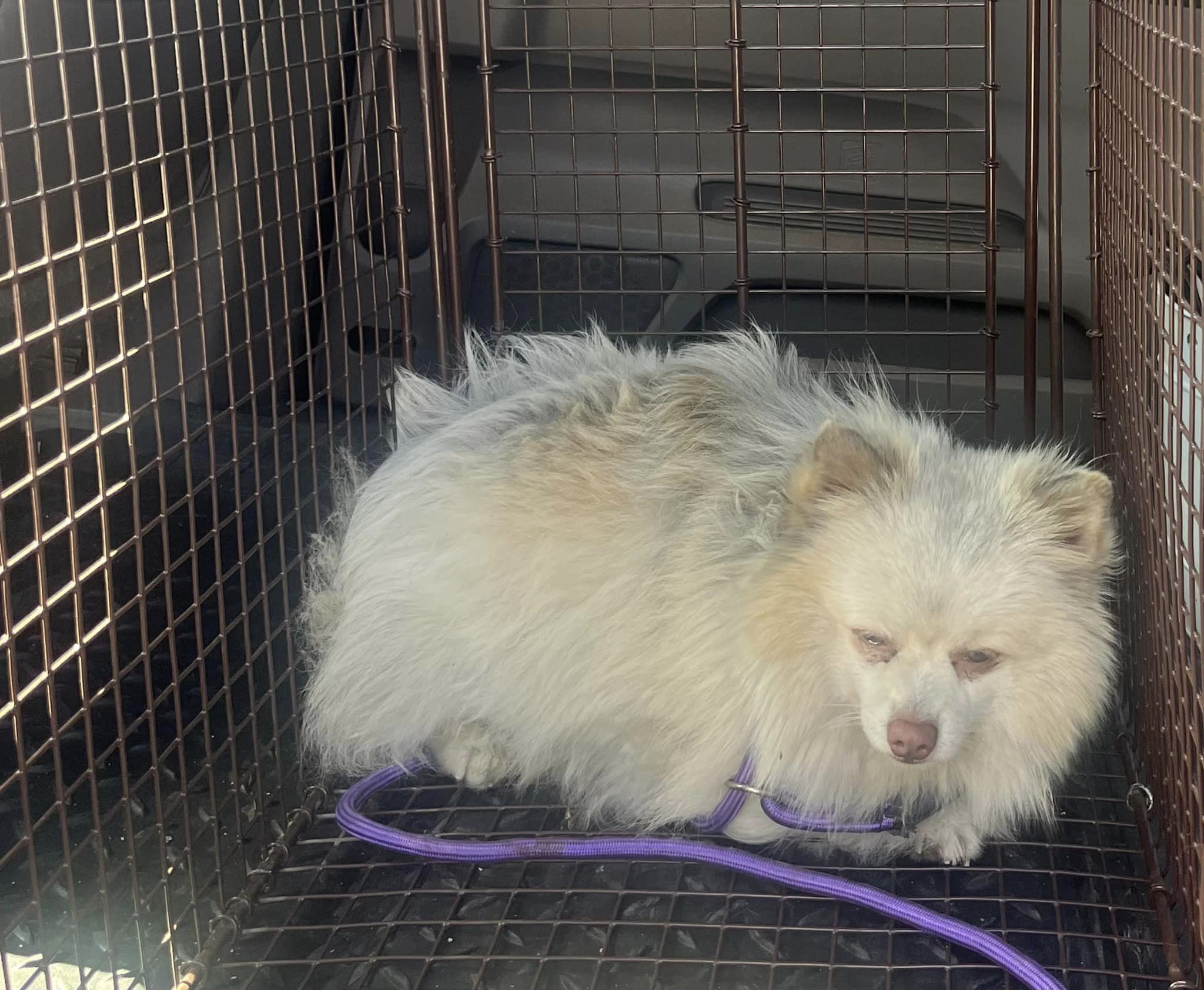 sad pup in a crate