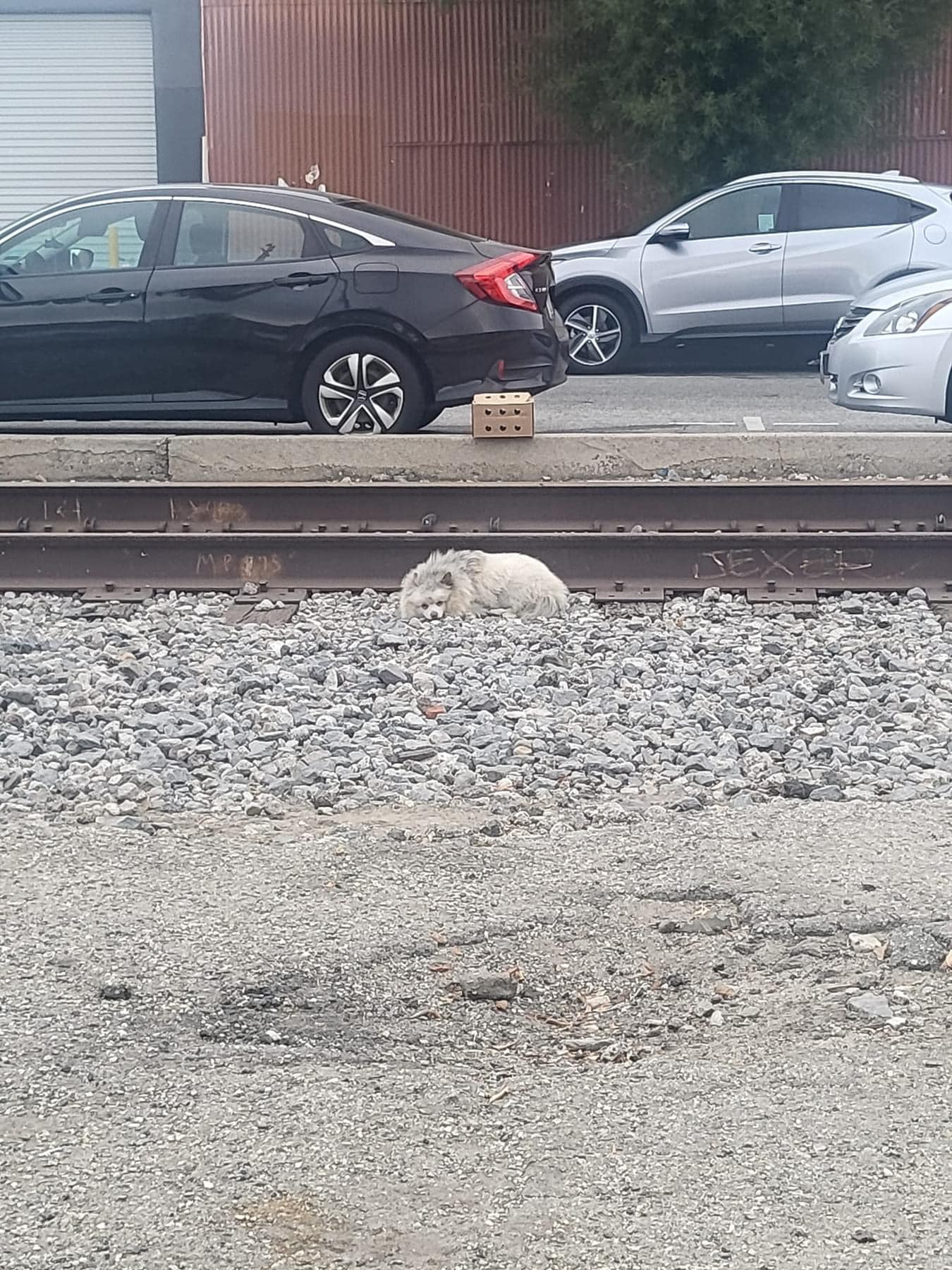 sad puppy lying next to a railroad