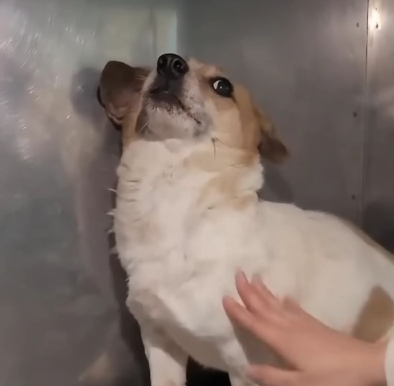 scared dog