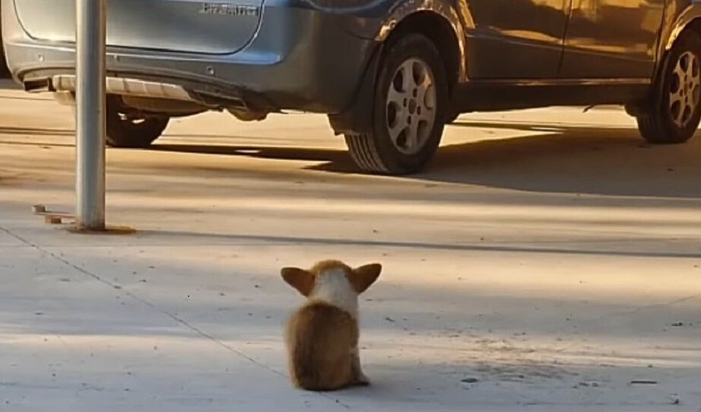 scared pup on the road