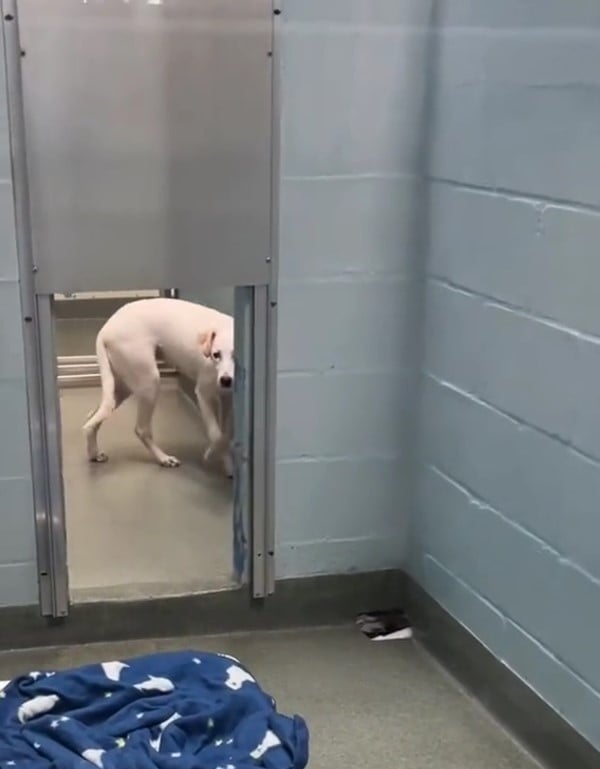 scared puppy in the shelter