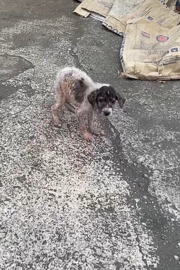 scared stray puppy