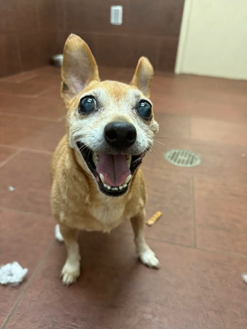 senior chihuahua