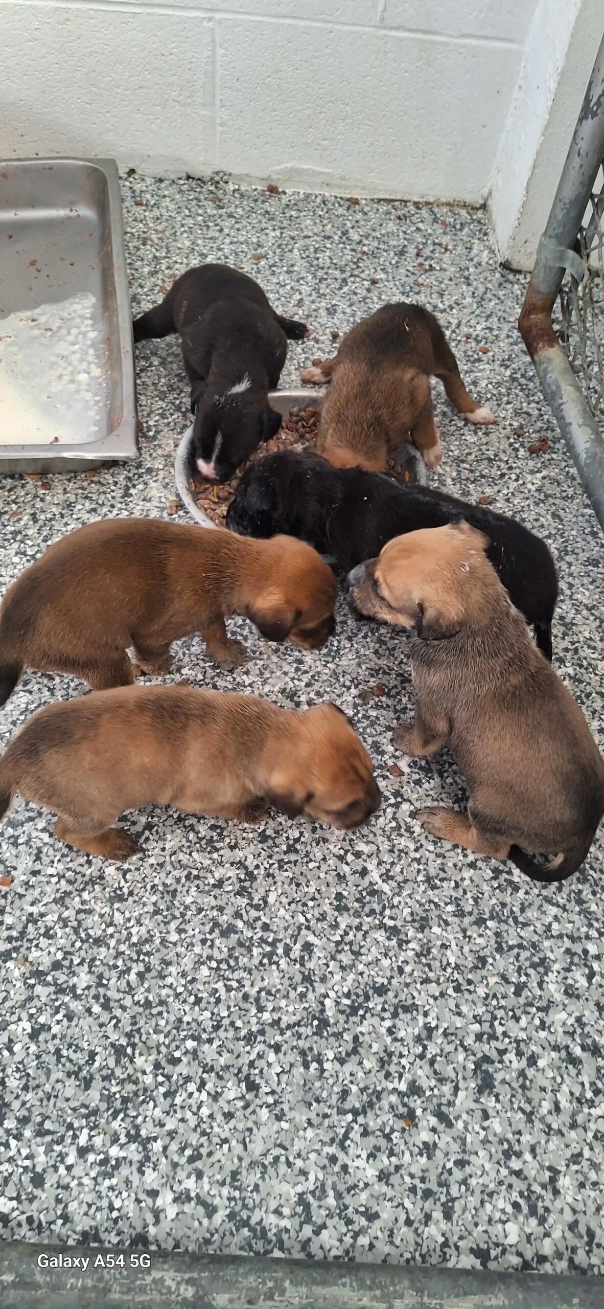 six puppies eating from bowl