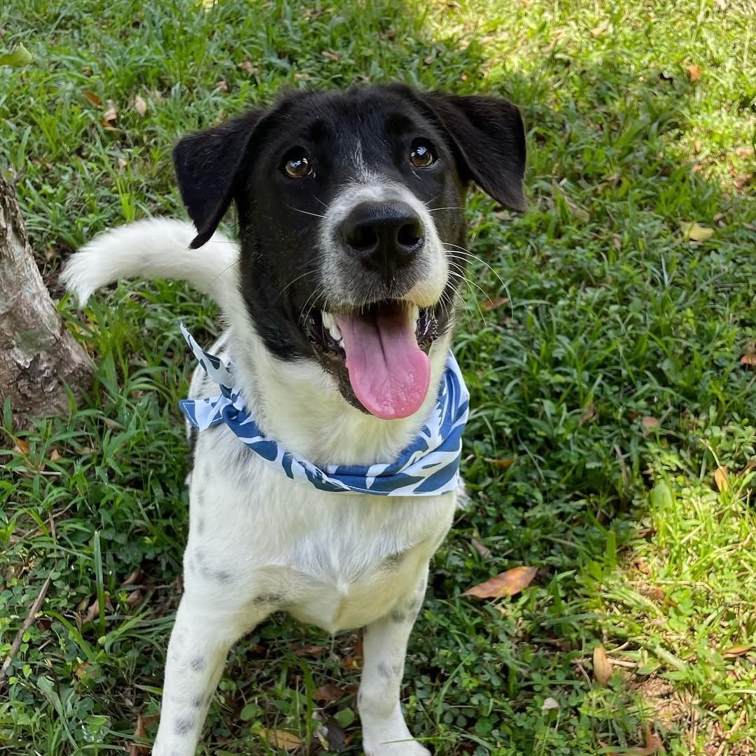 sweet black and white dog