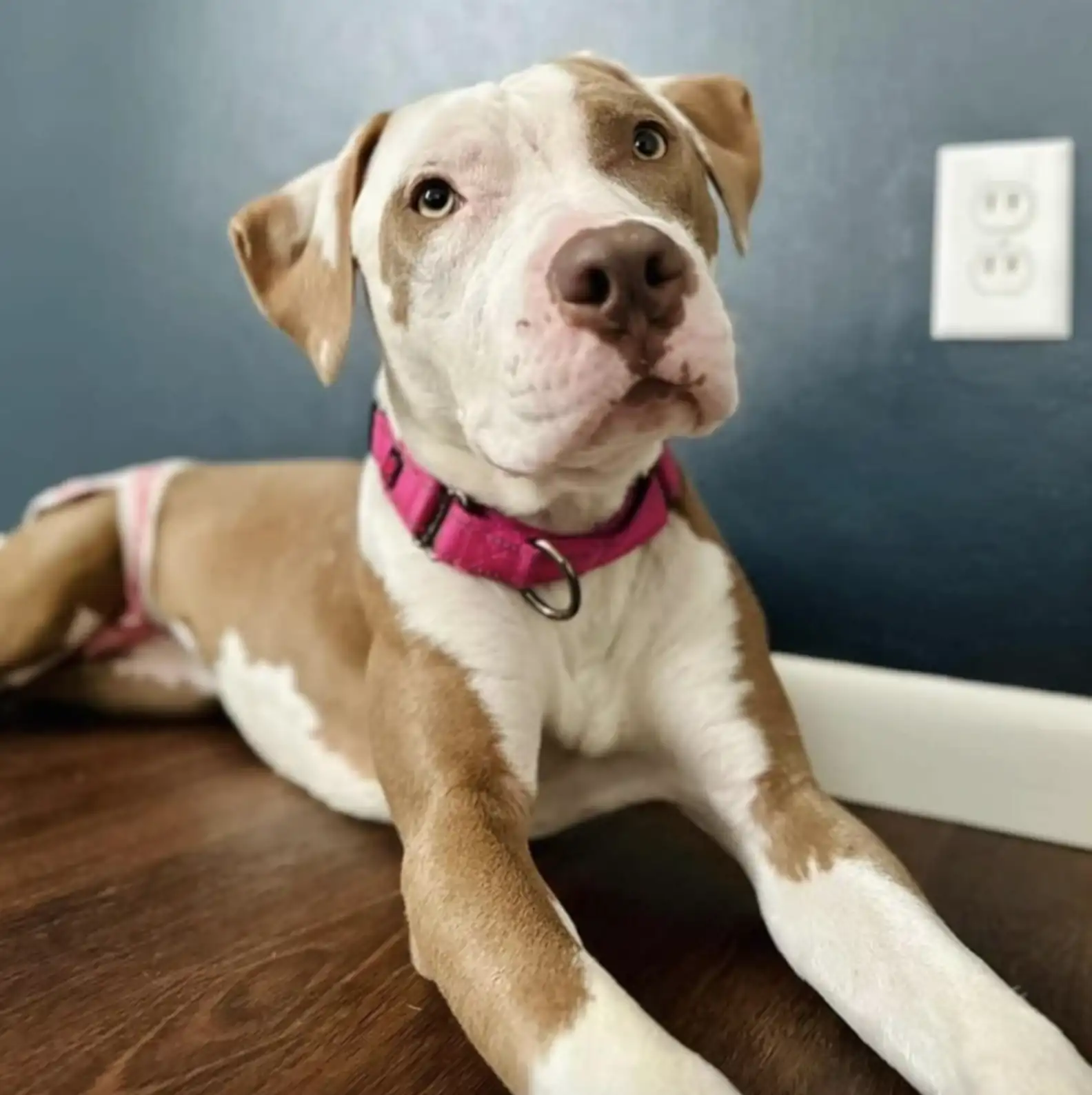 sweet dog laying down