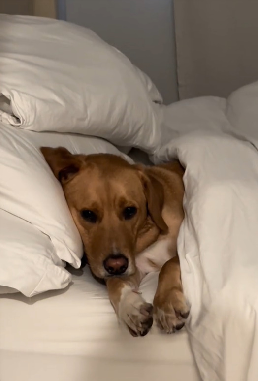 sweet dog laying in bed