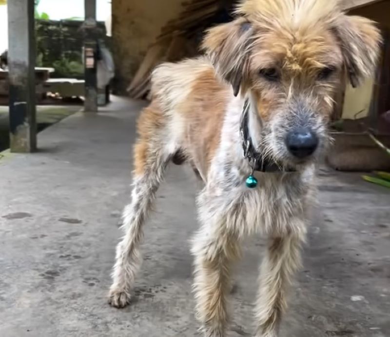 sweet dog with bell