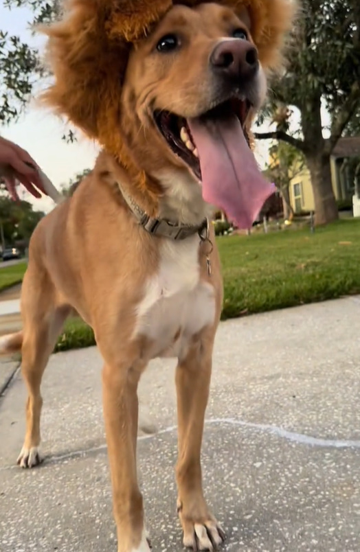 sweet dog with tongue out