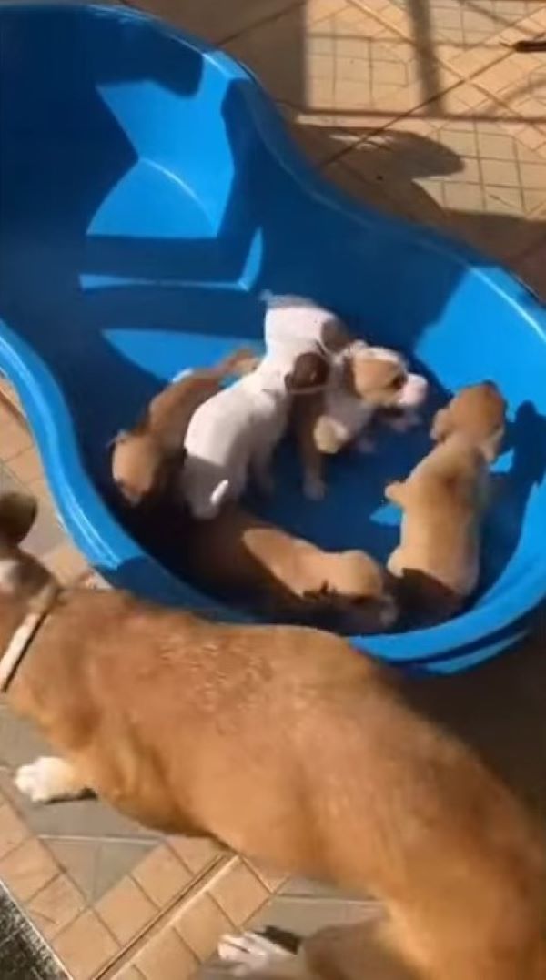 sweet newborn puppies