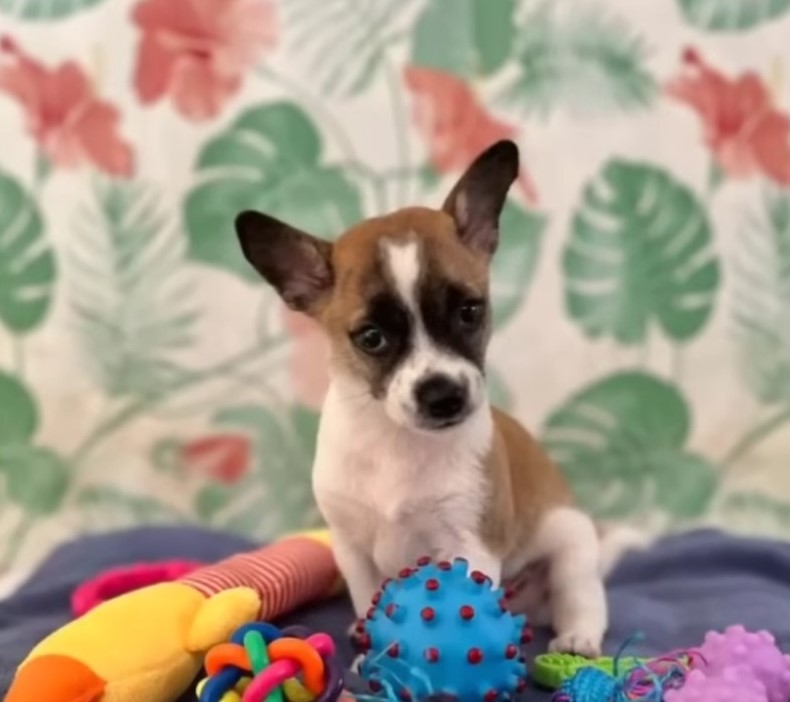 sweet puppy with toys