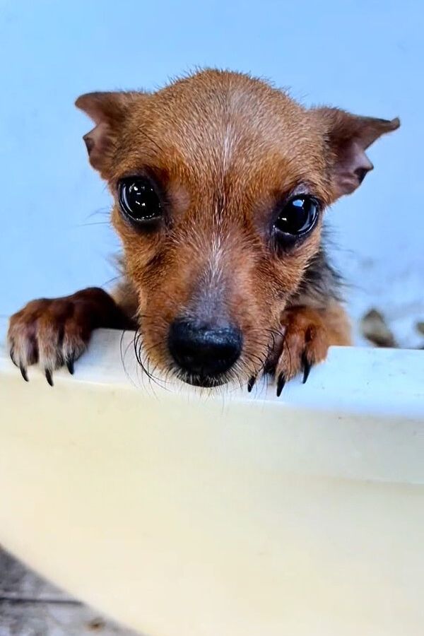 the brown dog climbs up the white surface