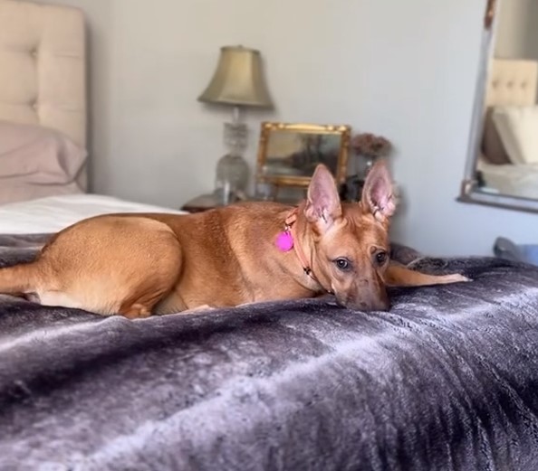 the brown dog is lying on the bed