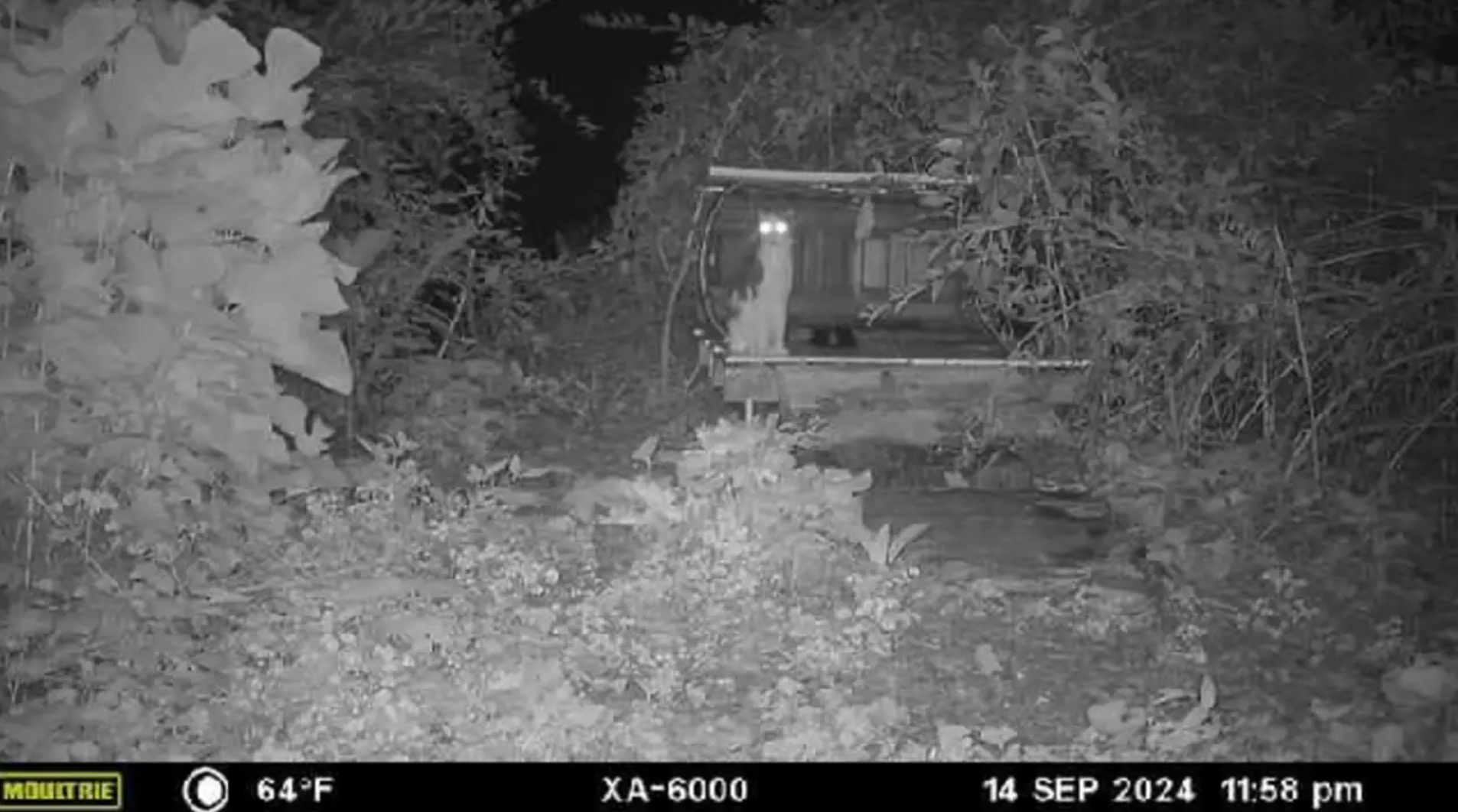 the camera captured a cat sitting and looking around