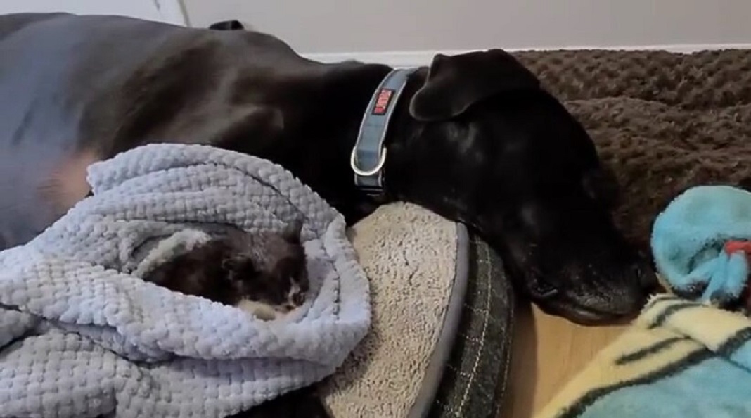 the cat sleeps next to the black great dane