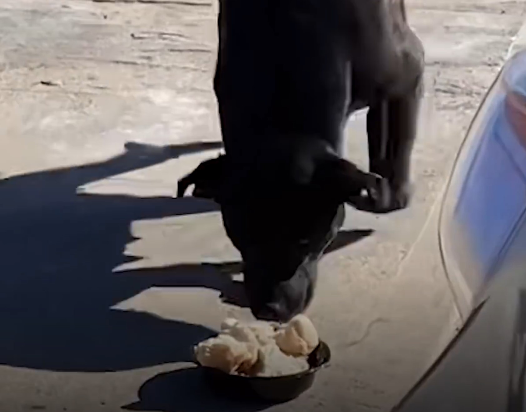 the dog eats food from a black bowl