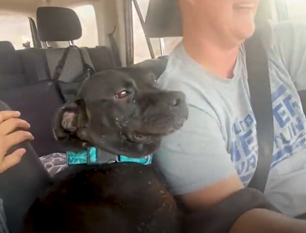 the dog enjoys driving with the owners