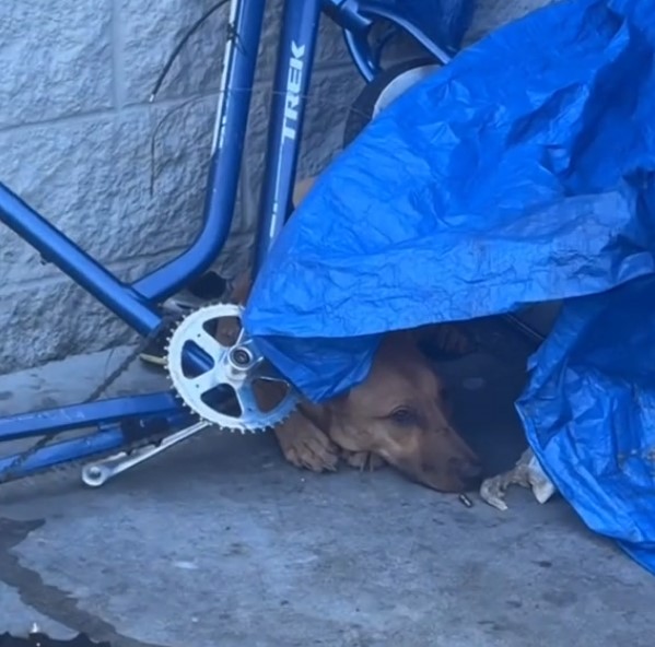 the dog hid under the blue tarp