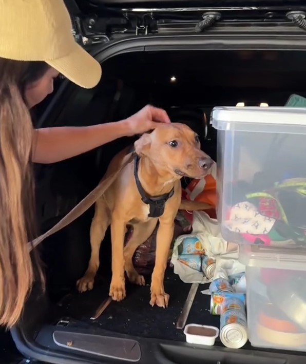 the dog in the trunk while the girl caresses him