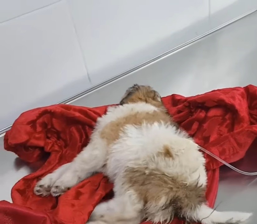 the dog is lying on a blanket connected to an IV