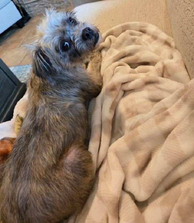 the dog is lying on a brown blanket