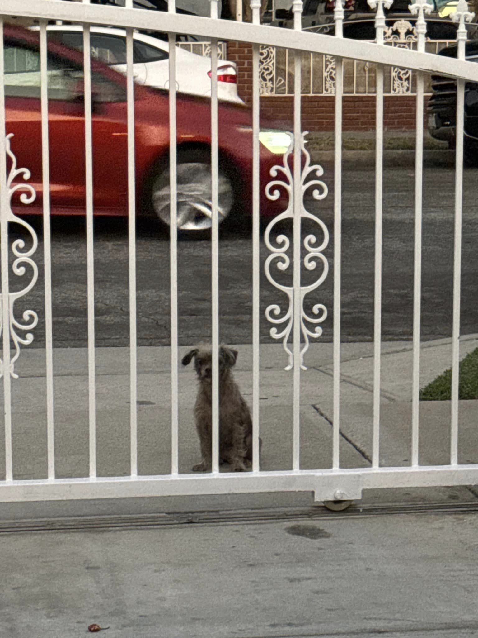 the dog is sitting in front of the white fence door