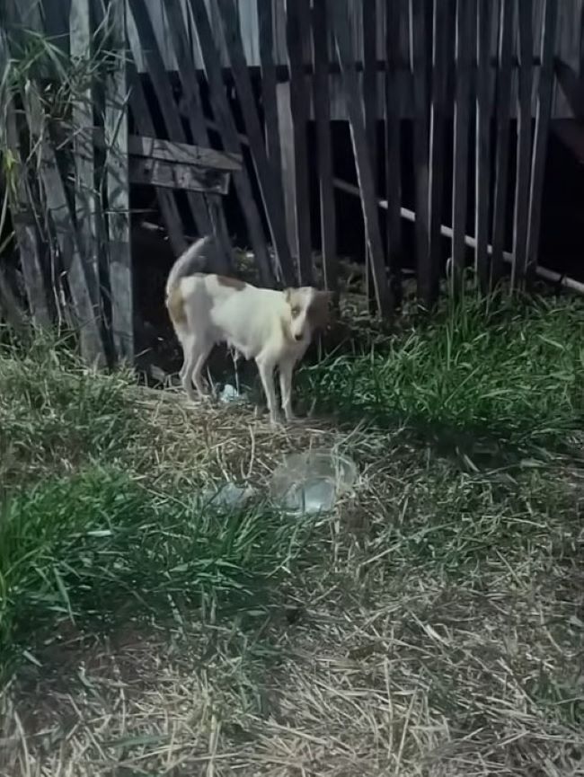 the dog is standing by the fence