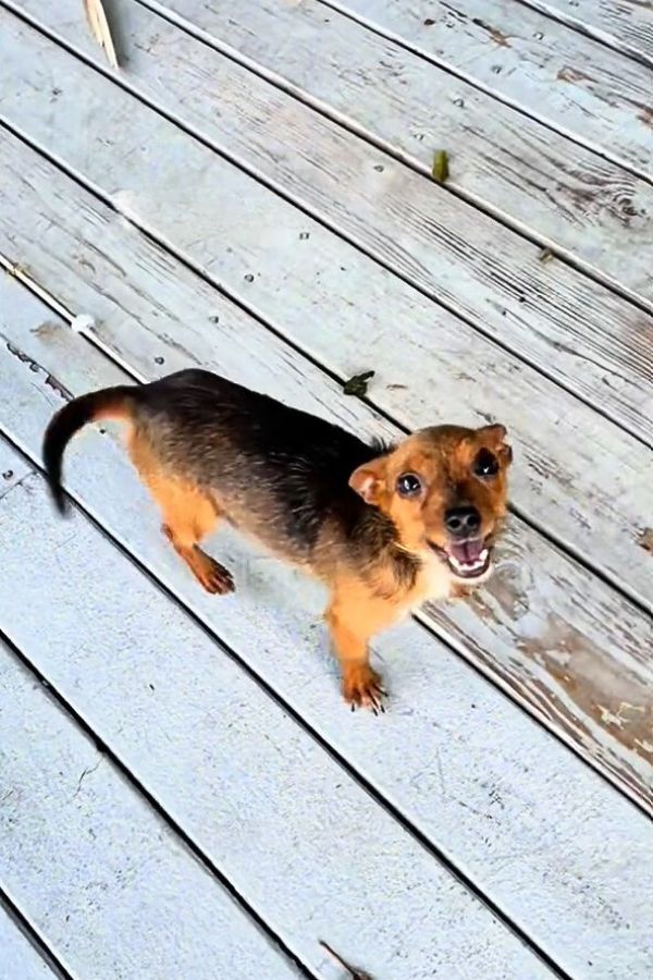 the dog is standing on the wooden planks and looking at the camera