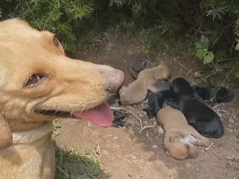 the dog looks at his puppies