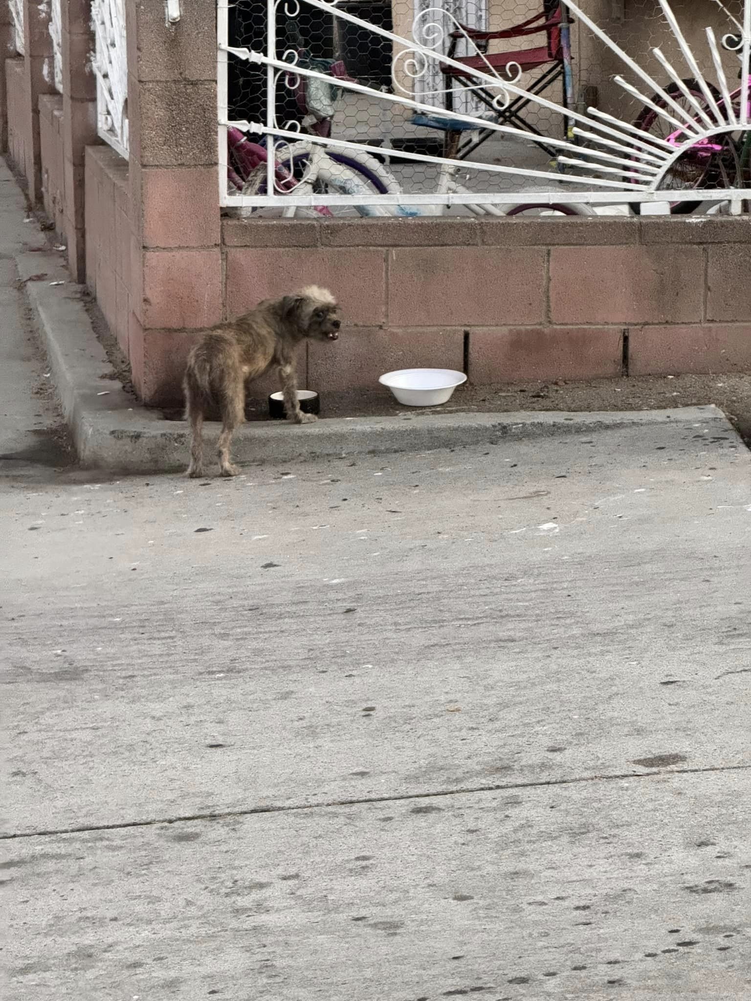 the dog wants to eat from the bowl on the street