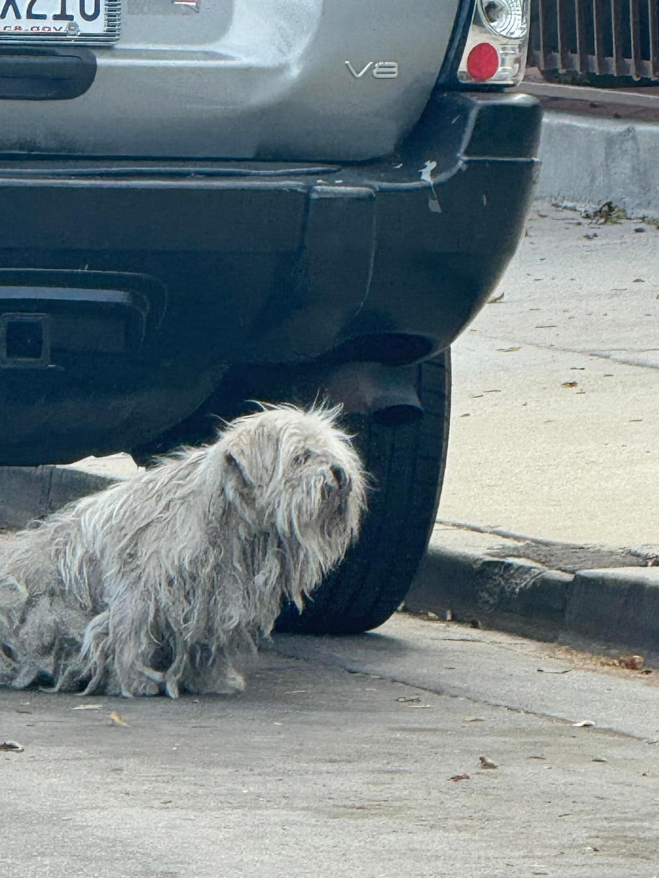 the hairy dog ​​tries to look ahead