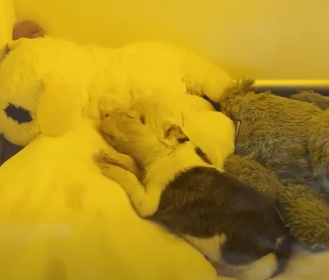 the puppy is lying on a white mat